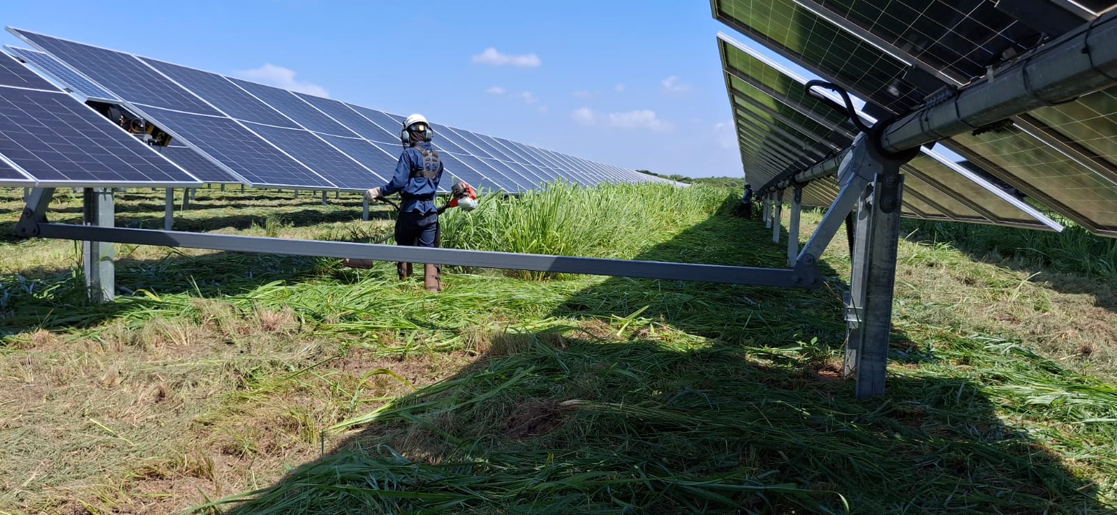 DESBROCE DE VEGETACIÓN Y PODA DE ÁRBOLES EN PLANTAS SOLARES